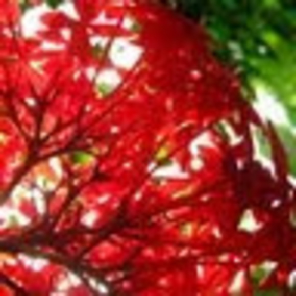 Meet your Posher, Christine - Picture 1 of 1